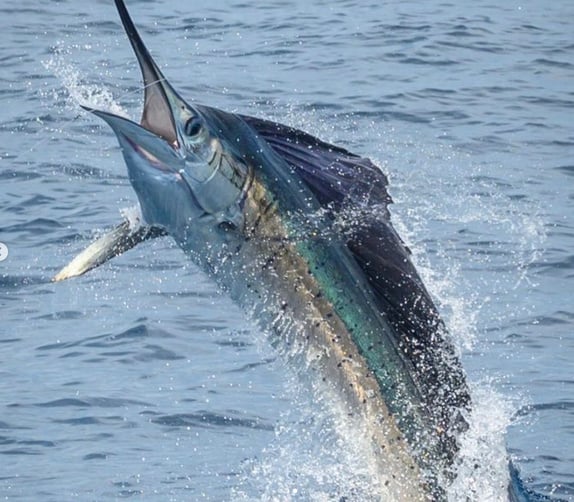 J88 Fish - Bí Quyết Nổ Hũ Xanh Chín Tại Nhà Cái